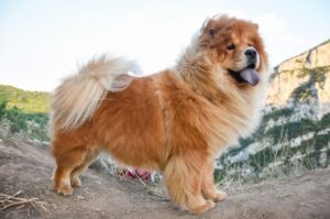 Порода собак чау-чау