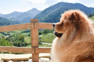 Фото породы чау-чау