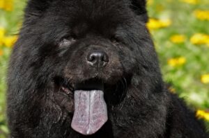 Пес породы чау-чау