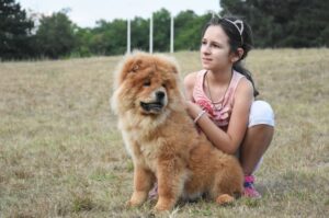 Собака породы чау-чау с девочкой