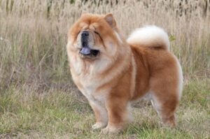 Красивая порода собак чау-чау