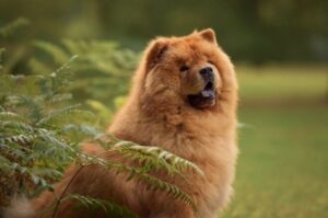 Фото чау-чау