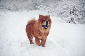 Чау-чау: зимнее фото