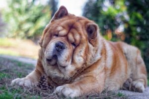 Красивое фото породы собак чау-чау