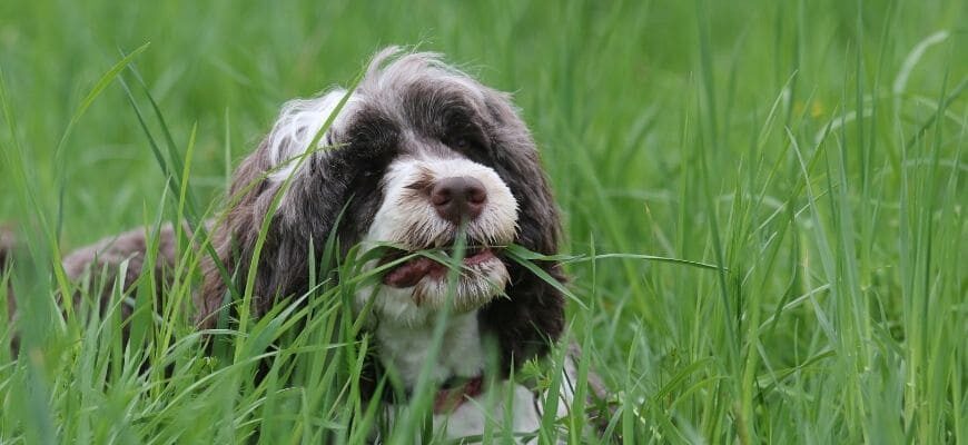 Причины почему собака ест траву