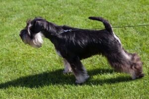 Миттельшнауцер: характеристика