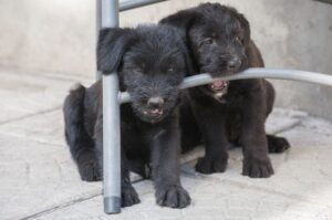 Два щенка породы миттельшнауцер