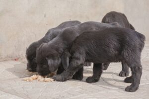 Щенки породы миттельшнауцер едят хлеб