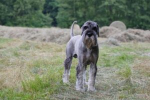 Миттельшнауцер стандарт