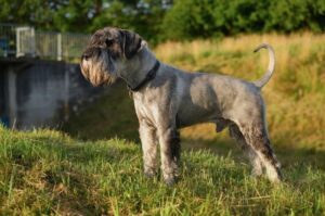 Красивое фото породы миттельшнауцер