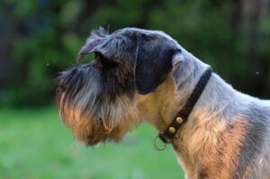 Миттельшнауцер: фото крупным планом