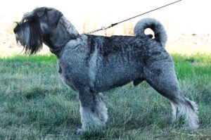 Миттельшнауцер на поводке: фото