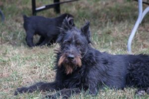 Порода собак миттельшнауцер