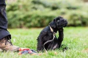 Щенок породы миттельшнауцер