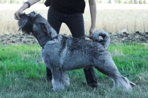 Фото миттельшнауцера