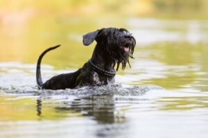 Собака миттельшнауцер в речке