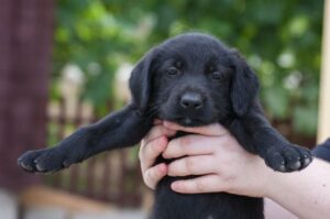 Черный щенок миттельшнауцера: фото