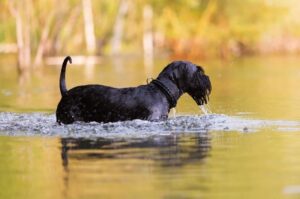 Собака миттельшнауцер: фото