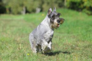 Миттельшнауцер порода собак