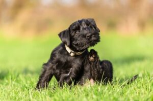 Красивый щенок миттельшнауцера: фото