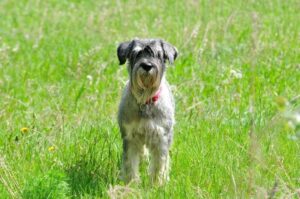 Миттельшнауцер: фото на лужайке