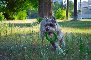 Миттельшнауцер с кольцом в зубах