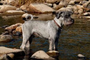 Миттельшнауцер стоит в речке