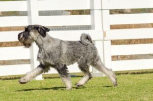 Фото миттельшнауцера