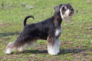 Красивый пес миттельшнауцер: фото