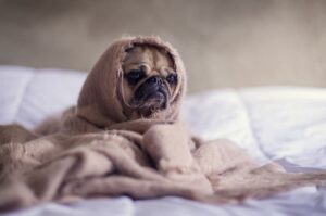 Мопс закутанный в пледе Мопс в пледе