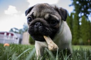 Мопс с костью в зубах Мопс грызет кость