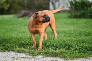 Бульмастиф: характеристика