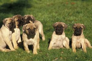 Щенята бульмастифа