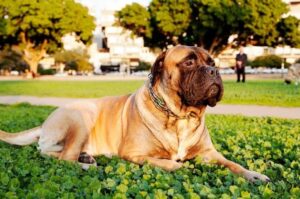 Бульмастиф порода собак Великобритании