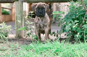 Бульмастиф щенок