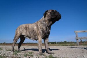 Бульмастиф тигрового окраса