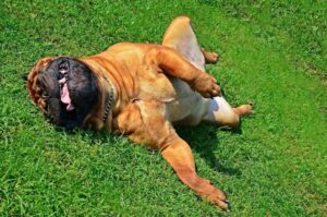 Бульмастиф играет на траве