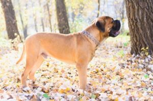Бульмастиф в осеннем лесу