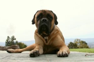 Фото бульмастифа