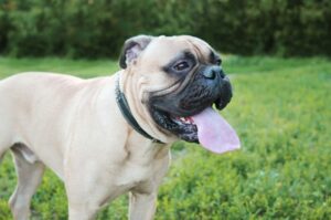 Бульмастиф белого окраса