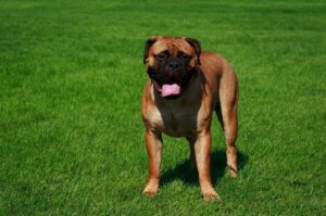 Фото собаки бульмастиф