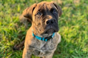 Фото красивого щенка бульмастифа