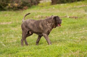 Фото собаки породы бульмастиф