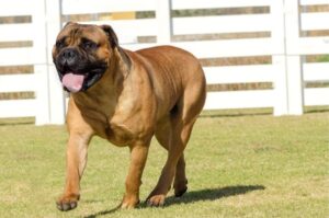 Стандарт породы бульмастиф