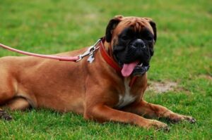 Порода бульмастиф: фото
