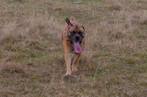 Бурбуль собака Бурбуль (южноафриканский мастиф)