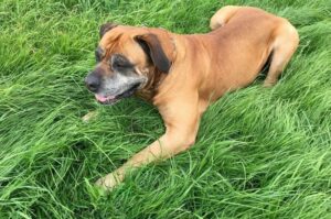 Африканский мастиф Собака африканский мастиф