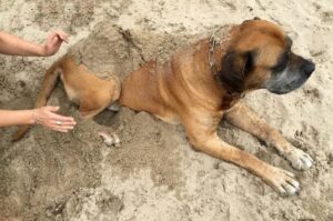 Южноафриканский мастиф Порода южноафриканский мастиф