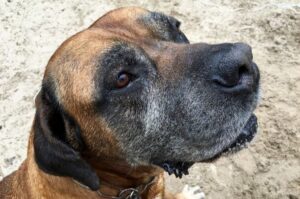 Порода бурбуль Порода собак бурбуль