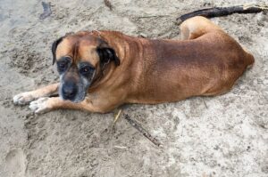 Собака африканский бурбуль Собака южноафриканский бурбуль